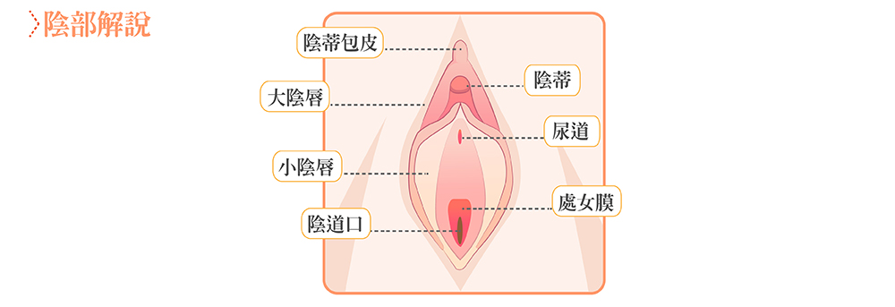 私密處構造說明