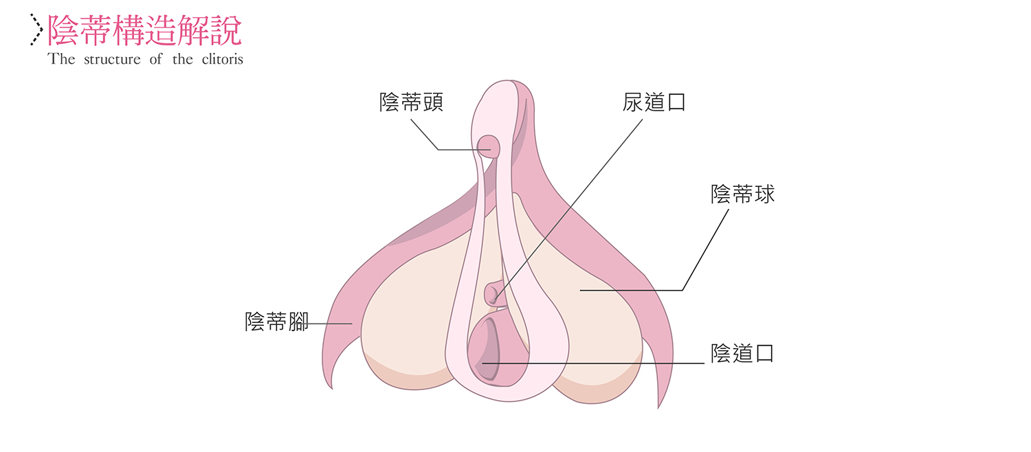 陰蒂構造解說示意圖