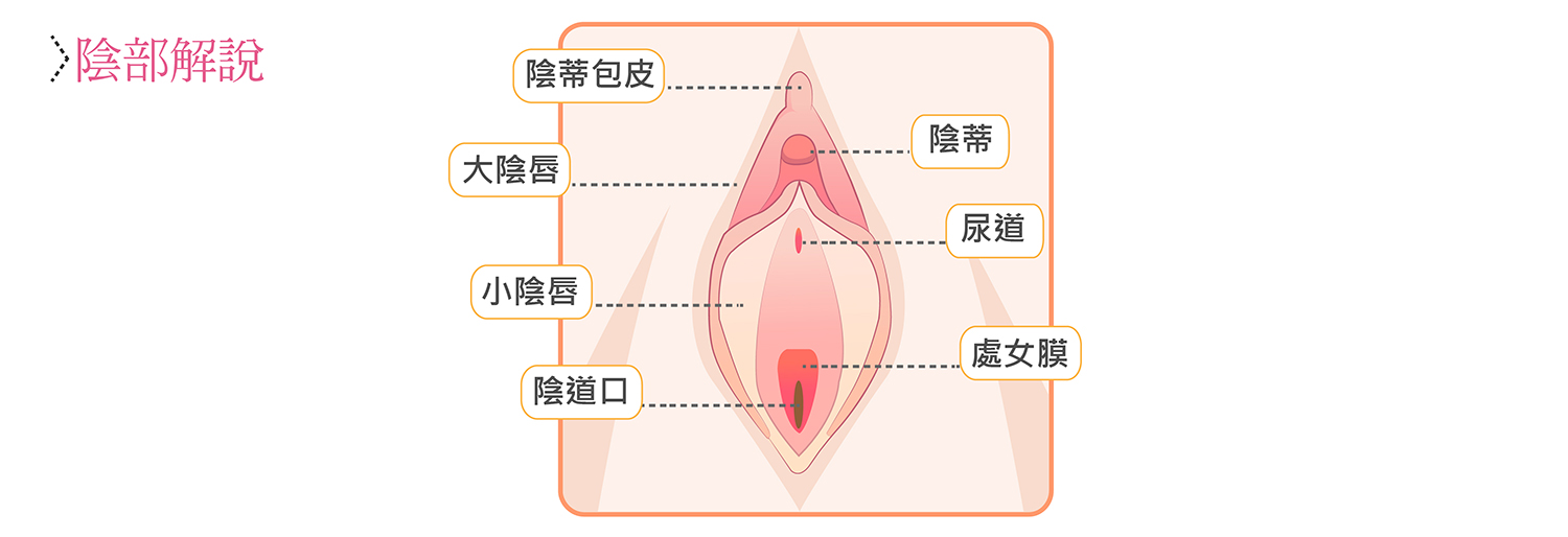 處女膜手術圖解
